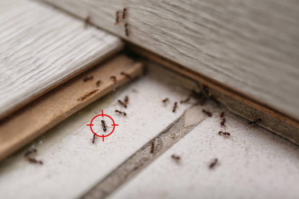 Best Wasp Removal Services  in North Wantagh, NY
