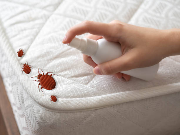 Best Emergency Pest Control  in North Wantagh, NY